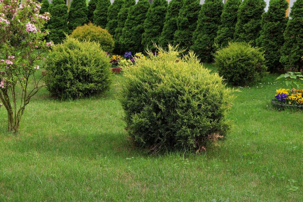 Shrubs and trees can add texture to the landscape canvas.