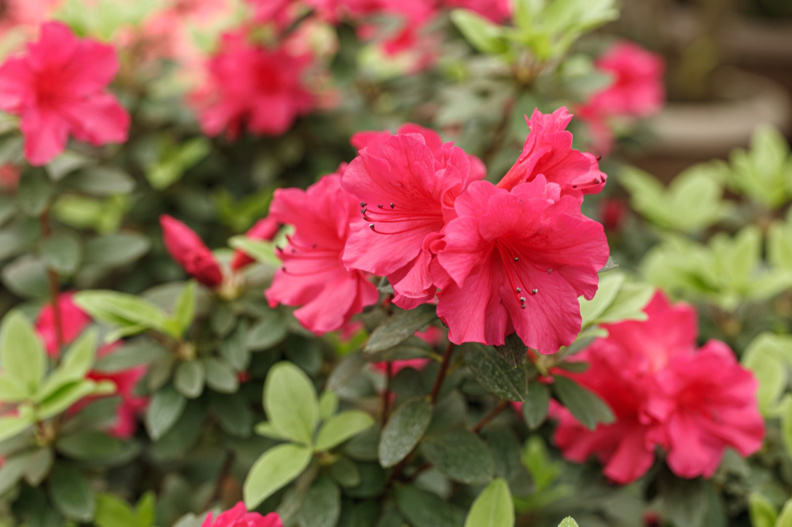 Marietta’s Marvelous Azaleas: Planting, Care, and Blooming Beauty